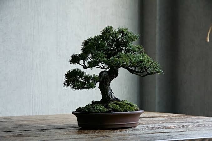 松澤（キャリア研究部・2年）